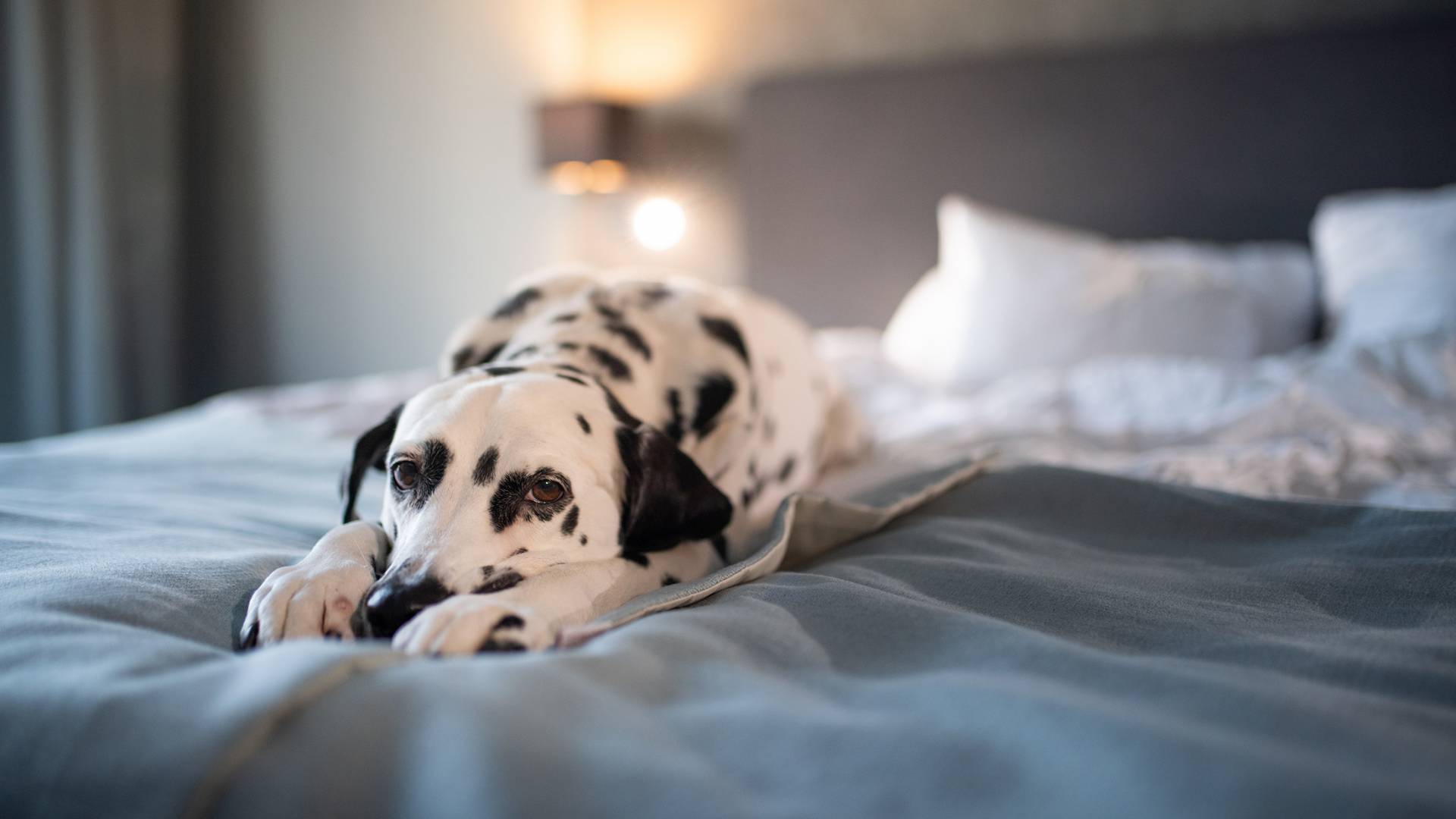 Ihr Urlaub mit Hund - FAMILY SPA RESORTS