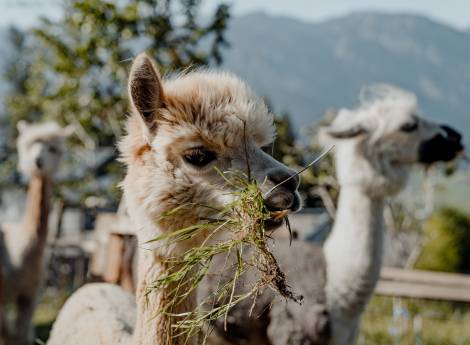 Eine Auszeit für Nature Hero Kids Symbolfoto