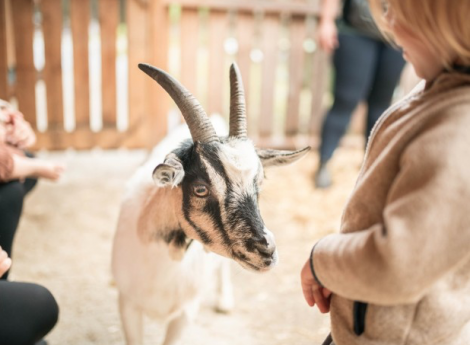 Willkommen auf der neuen Feuerstein Farm Symbolfoto