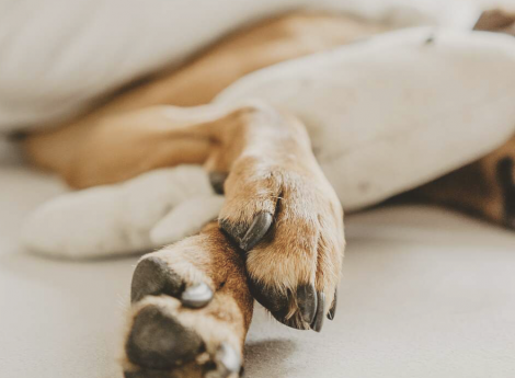 Familienurlaub mit Hund Symbolfoto
