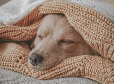 Familienurlaub mit Hund Symbolfoto
