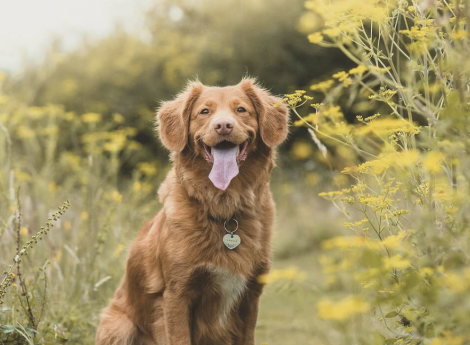 Familienurlaub mit Hund Symbolfoto